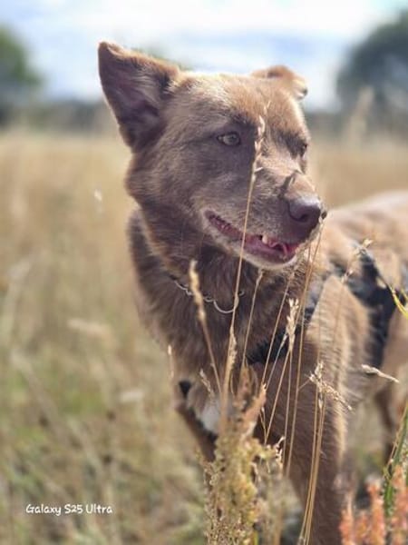 Nala ❤🐾