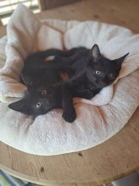 Howie und Remi suchen ein Zuhause mit Freigang