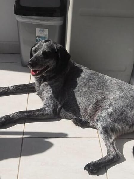 Patch (zur Pflege in 26789 Leer)