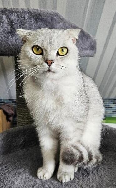 Gandalf