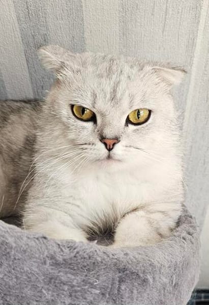 Gandalf