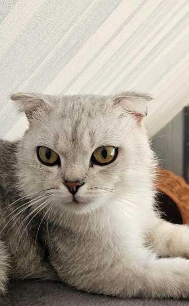 Gandalf