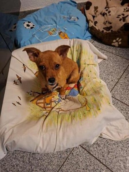 junge liebe kleine Honey auf PS in 91286