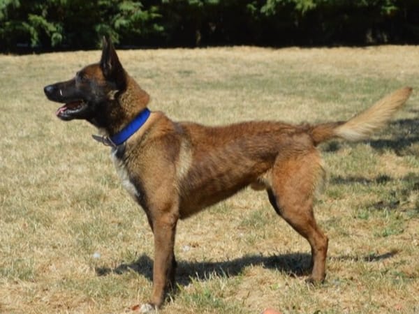 ARES CHAO