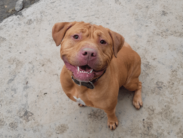 THOR (en cours d'adoption)