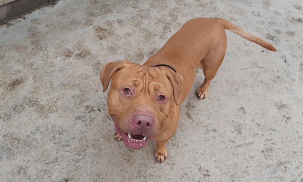THOR (en cours d'adoption)