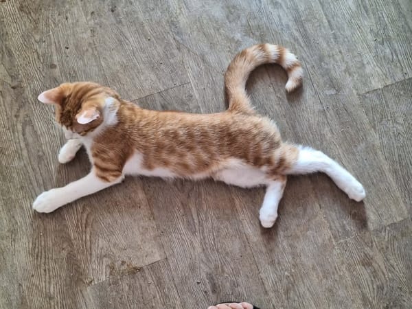 BARTSIE