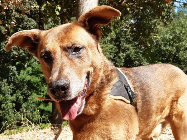 Tyson