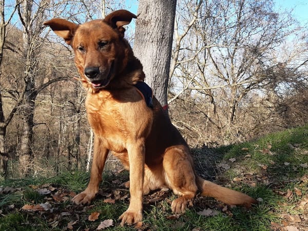 Tyson