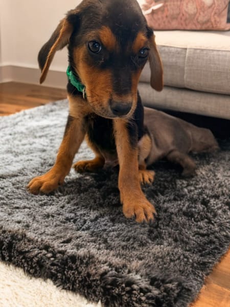 TYSON