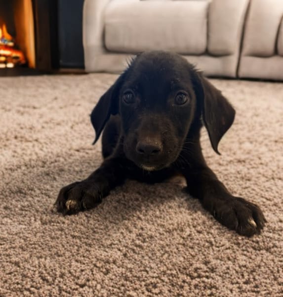 XENA