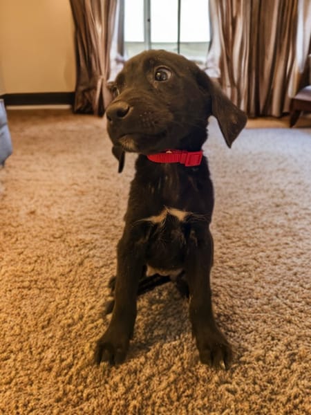 XENA
