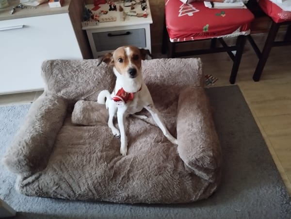 ROCKY (MARTINA)