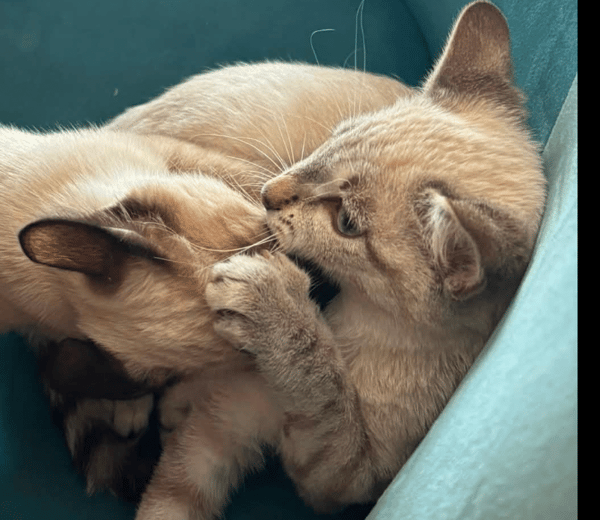 ATHENA ET AMAZONE