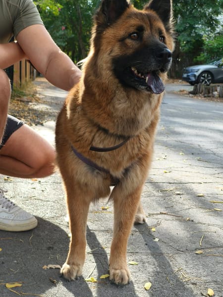 LAÏKA