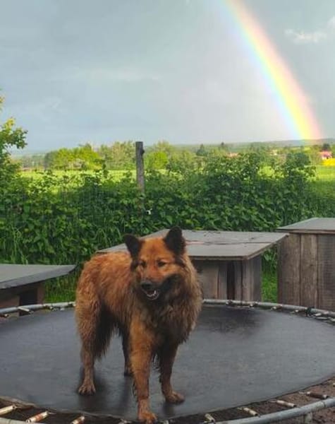 FUCHS ° Harzer Fuchs sucht seine eigenen Menschen