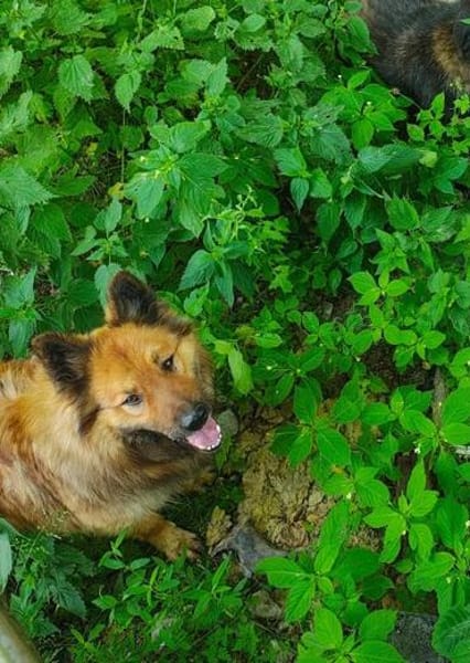 FUCHS ° Harzer Fuchs sucht seine eigenen Menschen