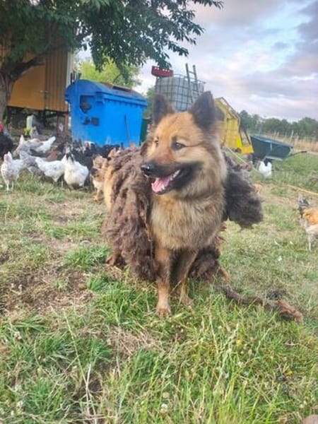 FUCHS ° Harzer Fuchs sucht seine eigenen Menschen