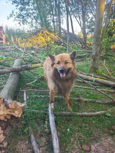 FUCHS ° Harzer Fuchs sucht seine eigenen Menschen