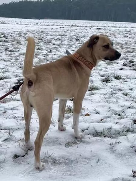 Max sucht ein Zuhause