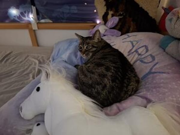 charmante Einzelprinzessin Gwendola in Ludwigshafen/ALM