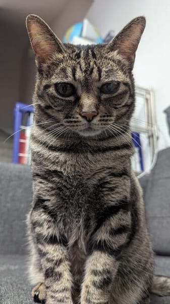 charmante Einzelprinzessin Gwendola in Ludwigshafen/ALM