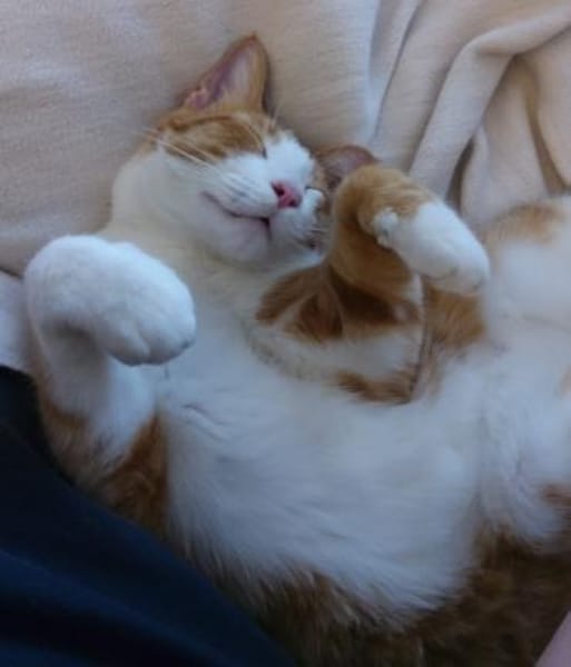 liebe Kater Simba u. Coco bei FFM ( ALO)