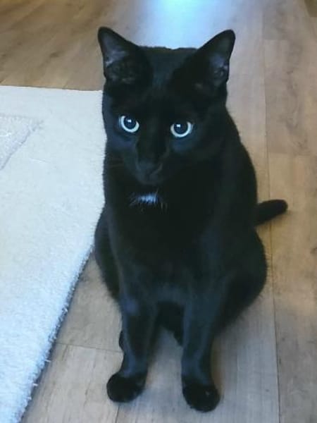 liebe Kater Simba u. Coco bei FFM ( ALO)
