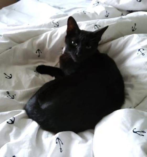 liebe Kater Simba u. Coco bei FFM ( ALO)