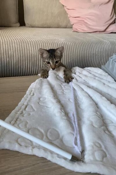 Astrid - Samtpfote sucht Für-immer-Zuhause