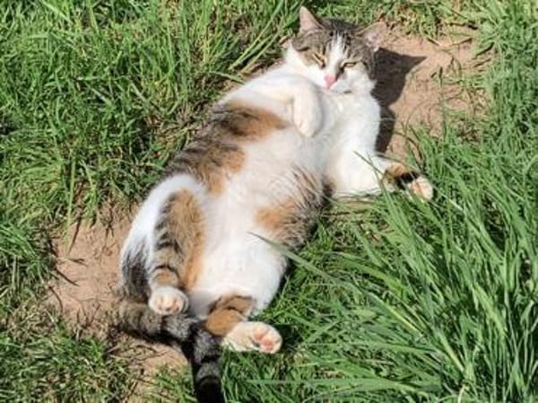 Leo sucht Zuhause als Einzelprinz