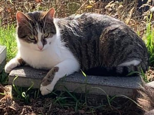 Leo sucht Zuhause als Einzelprinz