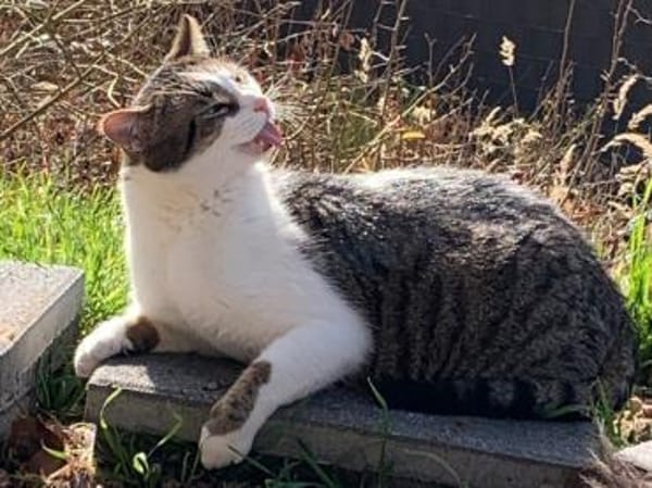 Leo sucht Zuhause als Einzelprinz