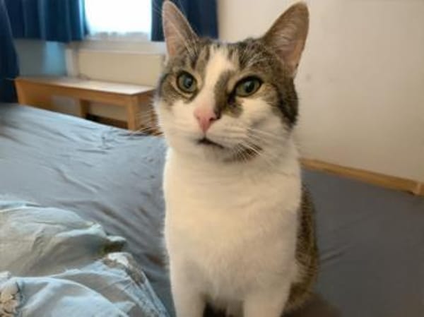 Leo sucht Zuhause als Einzelprinz