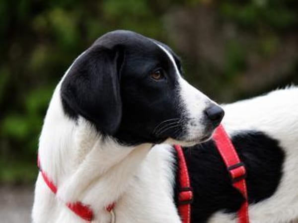 Sirius sucht Zuhause mit Struktur