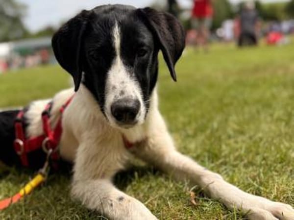 Sirius sucht Zuhause mit Struktur