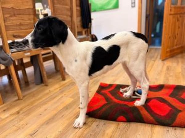 Sirius sucht Zuhause mit Struktur