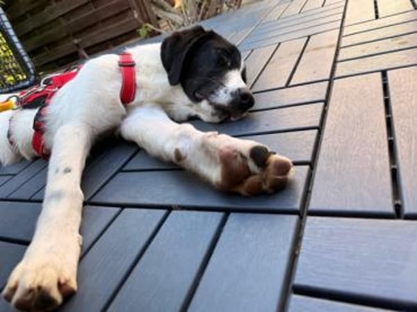Sirius sucht Zuhause mit Struktur