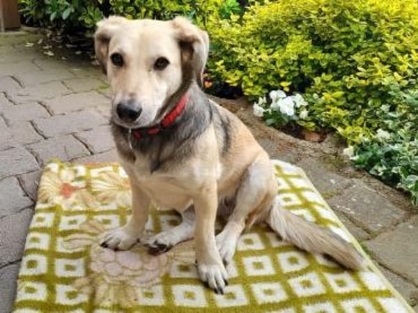 MABLE-hübsche, liebevolle Hündin