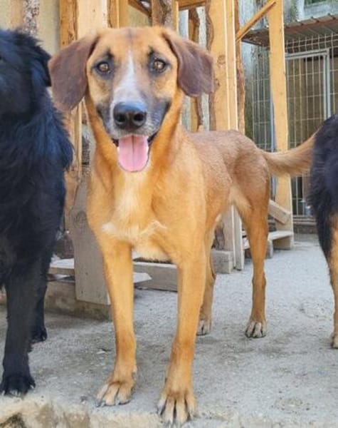 Sanfter Rüde ♥Amigo♥ erwartet dich schon in 74749 Rosenberg