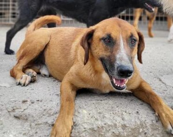 Sanfter Rüde ♥Amigo♥ erwartet dich schon in 74749 Rosenberg