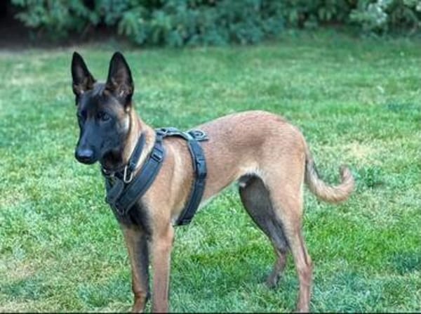 Seppi reinrassiger Malinois sucht  passendes Zuhause