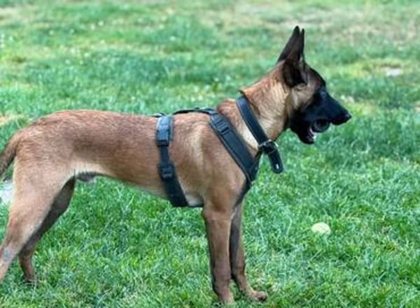 Seppi reinrassiger Malinois sucht  passendes Zuhause