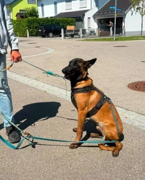 Seppi reinrassiger Malinois sucht  passendes Zuhause