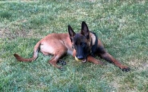 Seppi reinrassiger Malinois sucht  passendes Zuhause