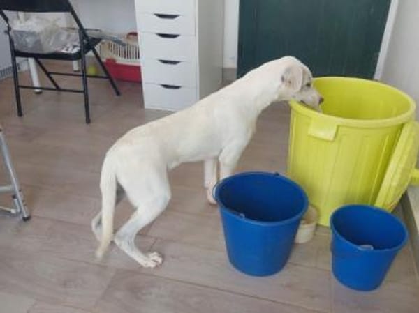 Geben Sie Artemis eine Chance?