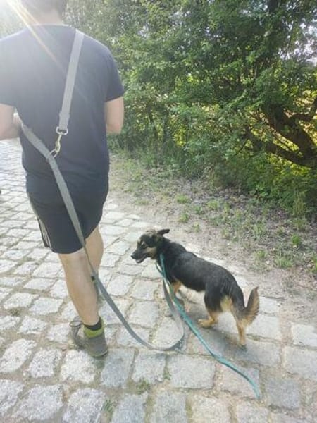 KURTCHEN ° Schäferhündin in Dackelformat