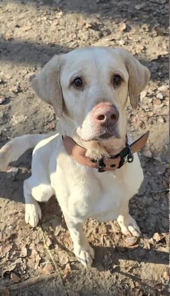 Benny sucht ein Zuhause