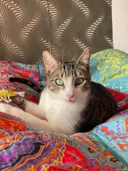 *RESERVIERT*mutiger kleiner Saw in Niddatal (ALM)