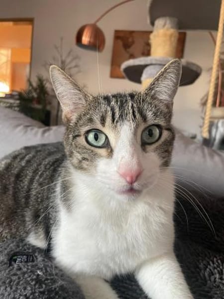 *RESERVIERT*mutiger kleiner Saw in Niddatal (ALM)